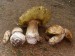 houby, které děti našly